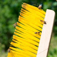 Escovas de abelha